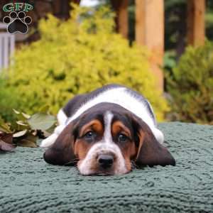 Prince, Basset Hound Puppy